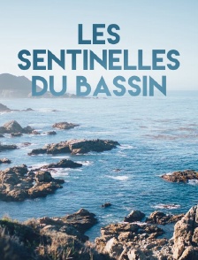 Les sentinelles du bassin