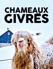 Chameaux givrés