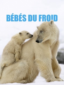 Bébés du froid