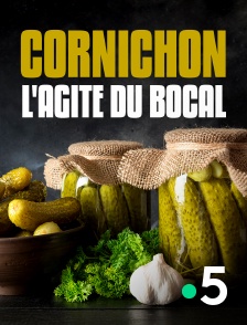 Cornichon, l'agité du bocal