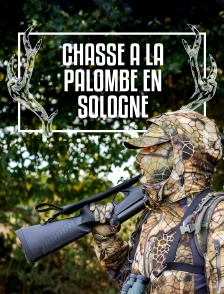 Chasse à la palombe en Sologne