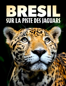 Brésil, sur la piste des jaguars