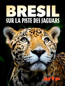 Arte - Brésil, sur la piste des jaguars