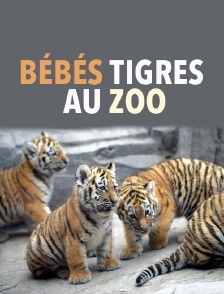 Bébés tigres au zoo