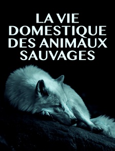 La vie domestique des animaux sauvages