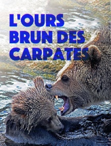 L'ours brun des Carpates