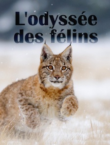 L'odyssée des félins