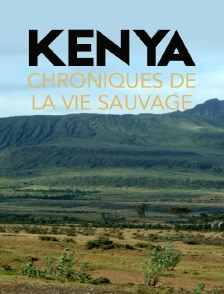 Kenya, chroniques de la vie sauvage