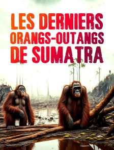 Les derniers orangs-outangs de Sumatra