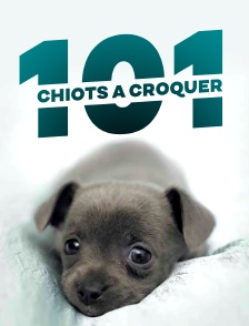 101 chiots à croquer
