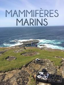 Mammifères marins