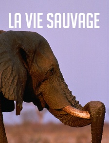 La vie sauvage