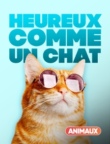 Animaux - Heureux comme un chat