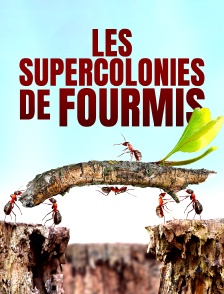 Les supercolonies de fourmis