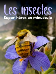 Les insectes, super-héros en minuscule