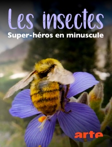 Arte - Les insectes, super-héros en minuscule