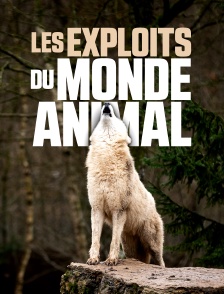 Les exploits du monde animal