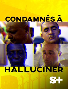 Society+ - Condamnés à halluciner