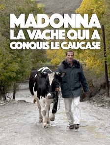 Madonna, la vache qui a conquis le Caucase