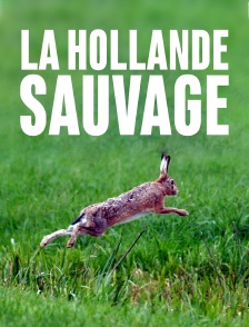 La Hollande sauvage