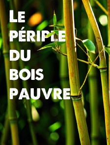 Le périple du bois pauvre
