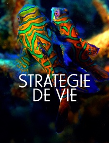 Stratégie de vie
