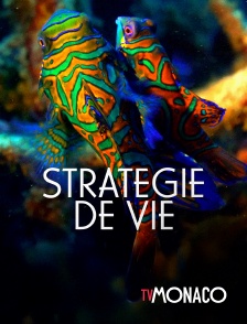 TV Monaco - Stratégie de vie