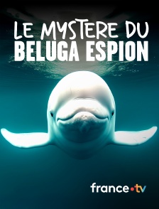 france.tv - Le mystère du béluga espion