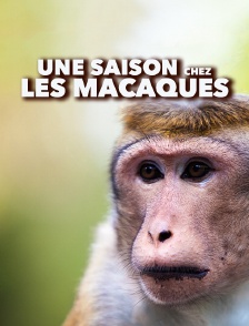 Une saison chez les macaques