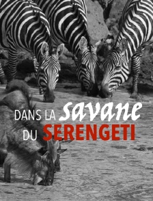Dans la savane du Serengeti