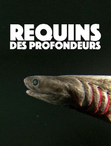 Requins des profondeurs