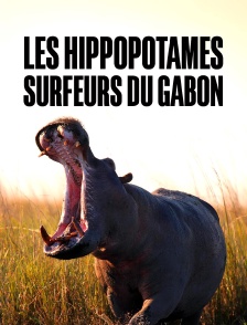 Les hippopotames surfeurs du Gabon