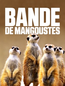 Bande de mangoustes