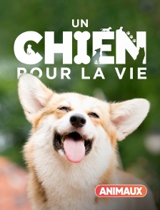 Un chien pour la vie