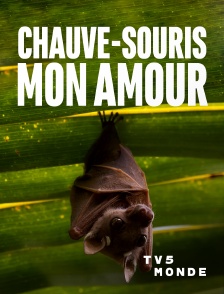 TV5MONDE - Chauve-souris, mon amour