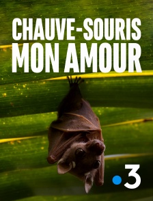 Chauve-souris, mon amour