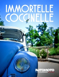 Immortelle Coccinelle