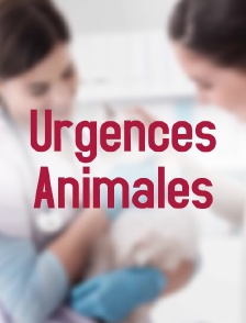 Urgences Animales