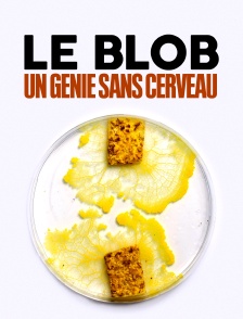 Le Blob, un génie sans cerveau
