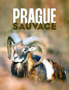 Prague sauvage