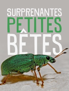 Surprenantes petites bêtes