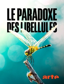 Arte - Le paradoxe des libellules