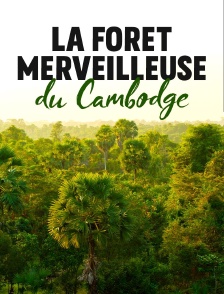 La forêt merveilleuse du Cambodge