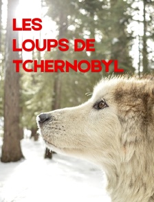 Les loups de Tchernobyl