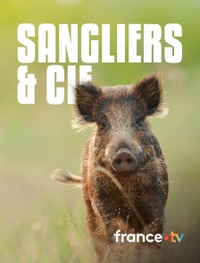 france.tv - Sangliers & Cie