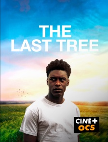 CINÉ Cinéma - The Last Tree