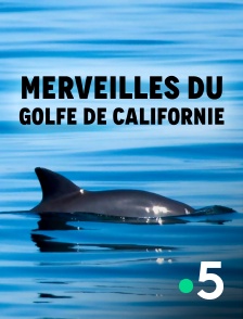 Merveilles du golfe de Californie