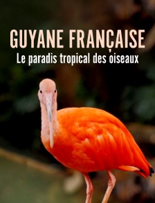 Guyane française : Le paradis tropical des oiseaux