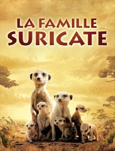 La famille Suricate