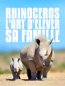 Rhinocéros : l'art d'élever sa famille